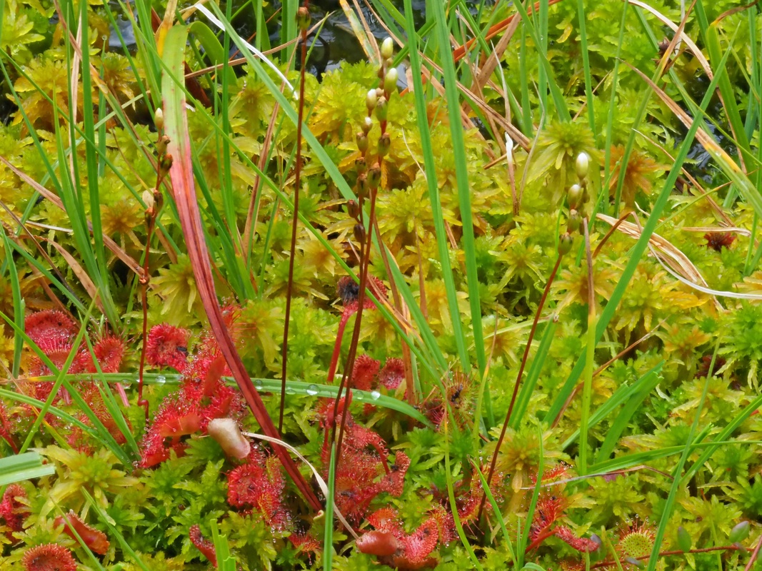 Common Sundew and
sphagnum moss in a fen
